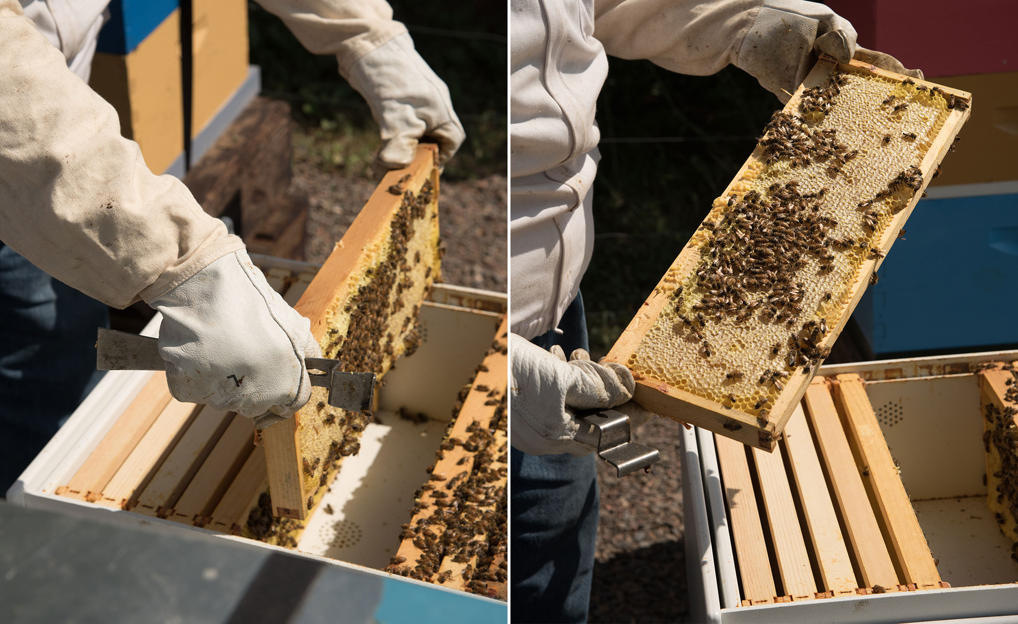 Bee Hive