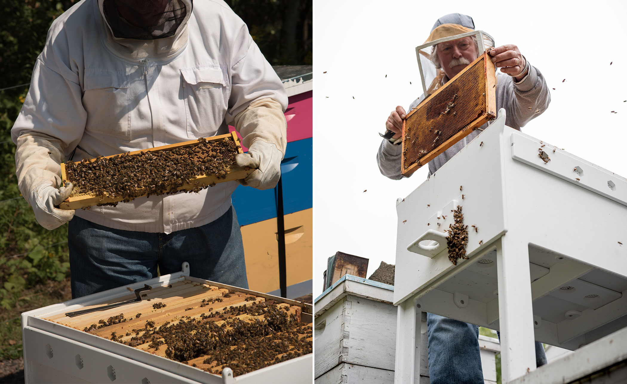 Bee Hive
