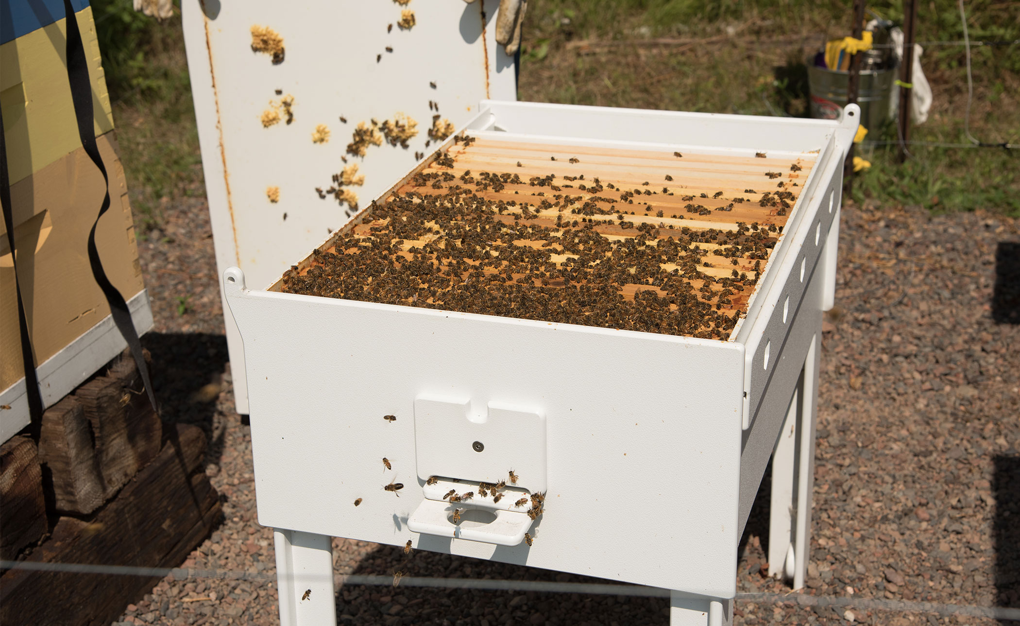 Bee Hive