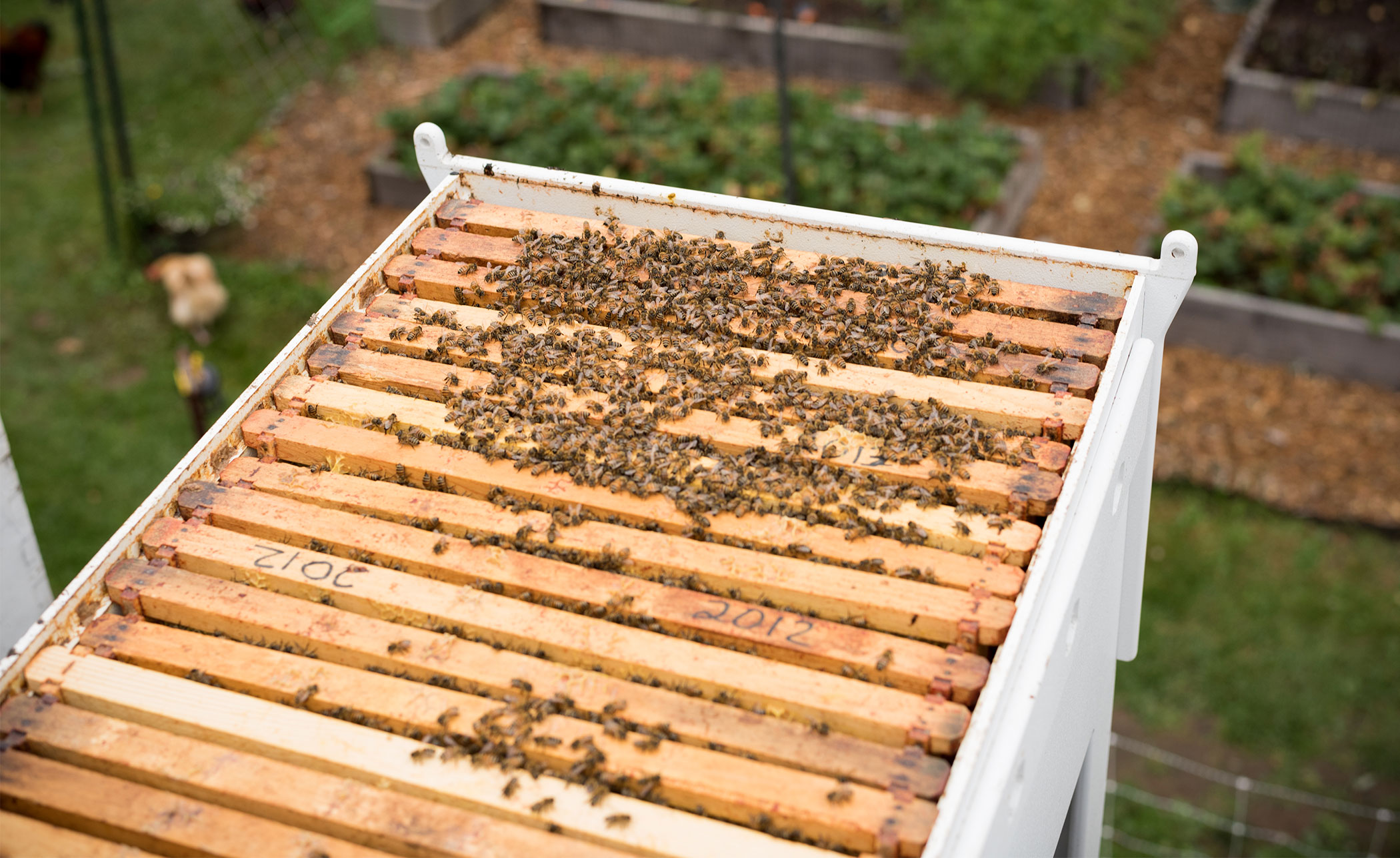 Bee Hive